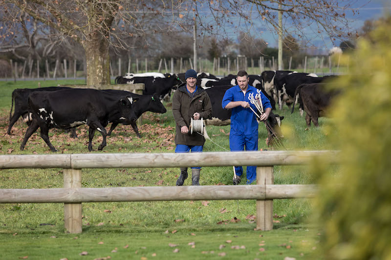 NZ Dairy Careers